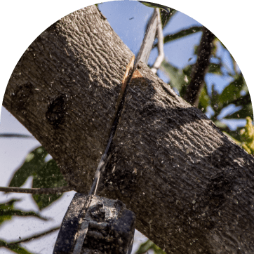 lacaze élagage grimpeur élagueur soustons landes