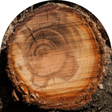 dessouchage lacaze soustons